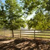 Tree-lined Fence - White Fence