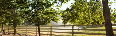 Tree-lined Fence - White Fence