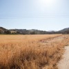 Golden Hay - Natural Area
