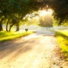Sunset - Corral - Dirt Road - Mature Trees