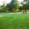 Park Meadow - Open Grass - Oak Trees