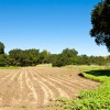 Plateau Meadow - Crops - Soil - Sunflowers - Open - Sunlight